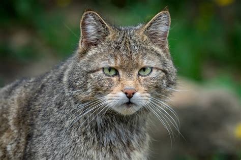 野猫